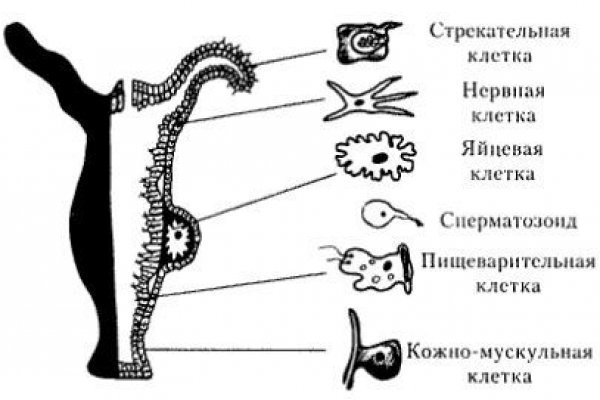 Мега зеркало сайта ссылка